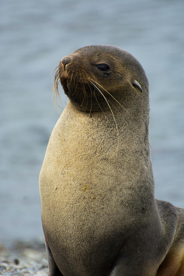 South Georgia Stromness Antarctic Fur Photograph By Inger Hogstrom ...