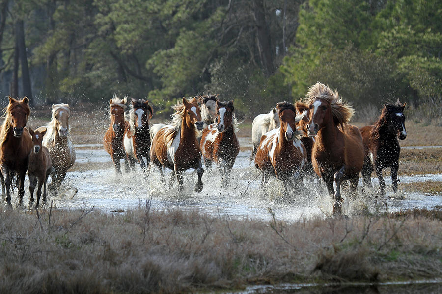 Horse Photograph - South Herd Coming In by Stacey Steinberg
