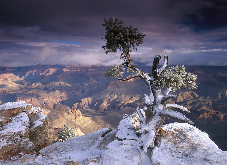 Grand Canyon National Park Photograph - South Rim Of Grand Canyon by Tim Fitzharris