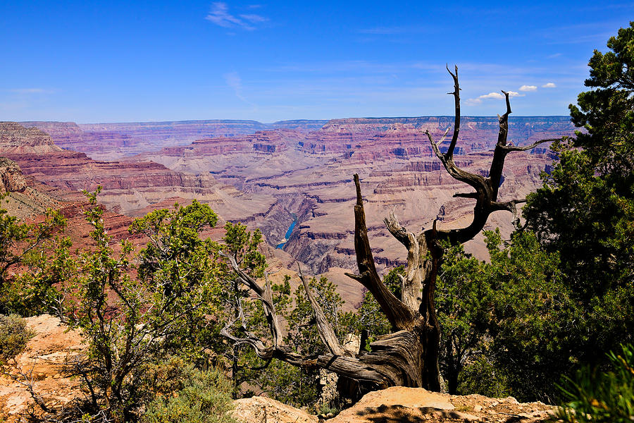 Grand Canyon National Park Photograph - South Rim View by Greg Norrell