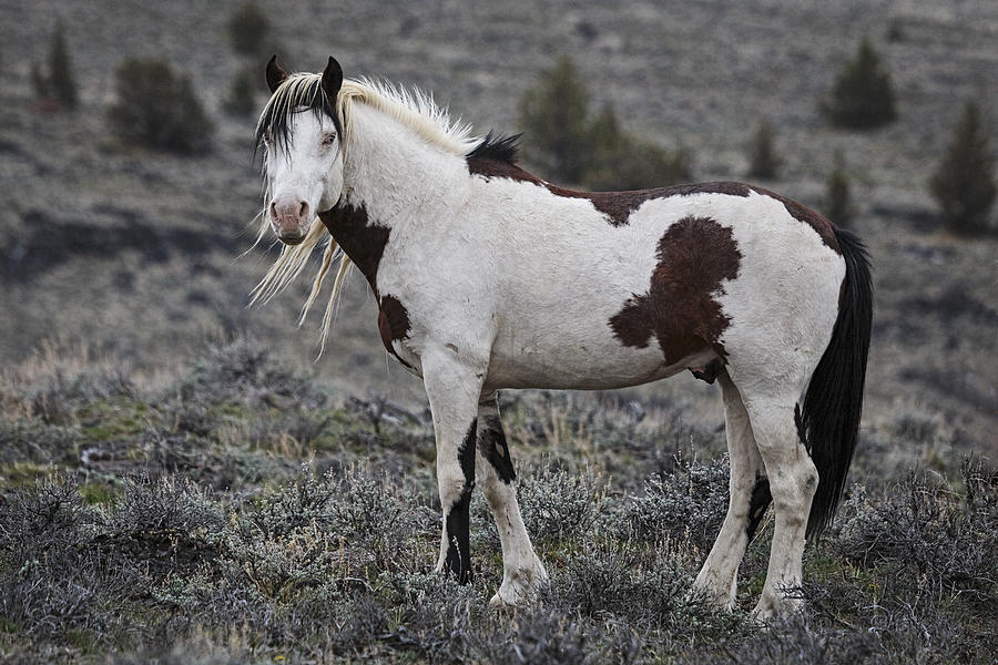 South Steens Wild Stallion #1 Photograph by Wes and Dotty Weber