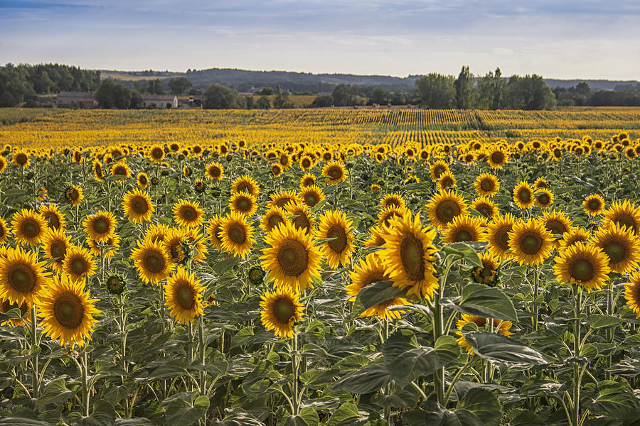 Nature Photograph - South West Sunflowers by Georgia Clare