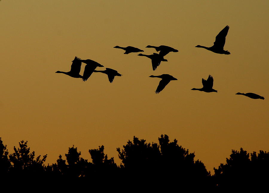 Geese Photograph - Southbound by Neal Eslinger