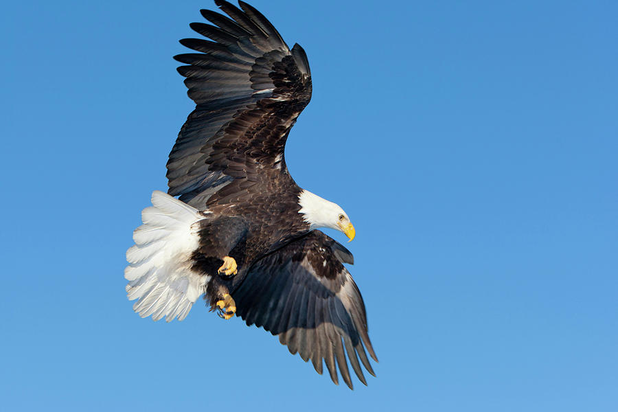 Eagle Photograph - Southeast Alaska, Mature Bald Eagle by Alice Garland