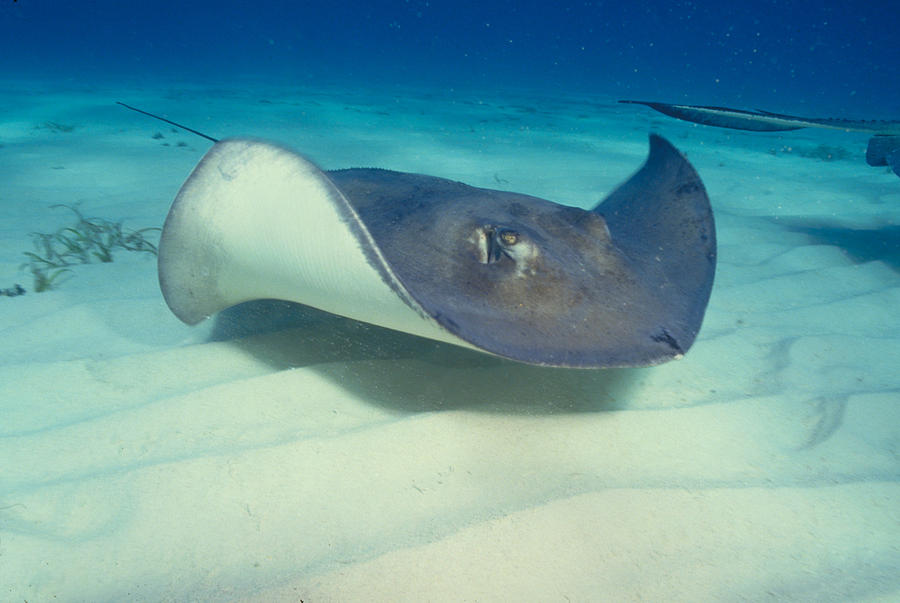 Southeastern Stingray Photograph by Charles Angelo Southeastern Stingray Photograph by Charles Angelo