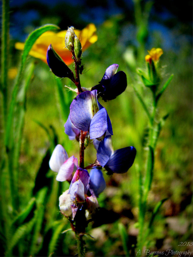 Southern Arizona Wildflowers Photograph by Aaron Burrows