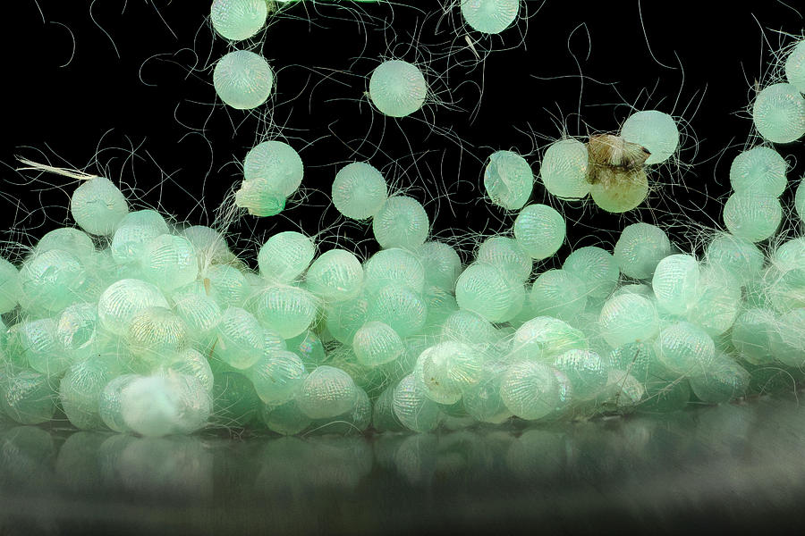 Southern Armyworm Eggs Photograph by Us Geological Survey/science Photo Library