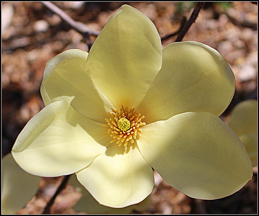 Southern Beauty - Yellow Magnolia Photograph by Dora Sofia Caputo