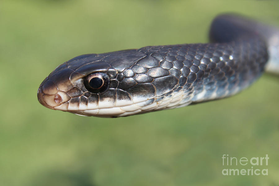 Southern Black Racer Photograph by Adam Long