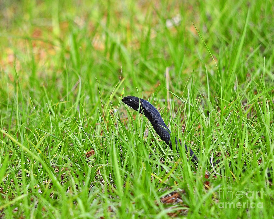 Southern Black Racer Photograph by Al Powell Photography USA