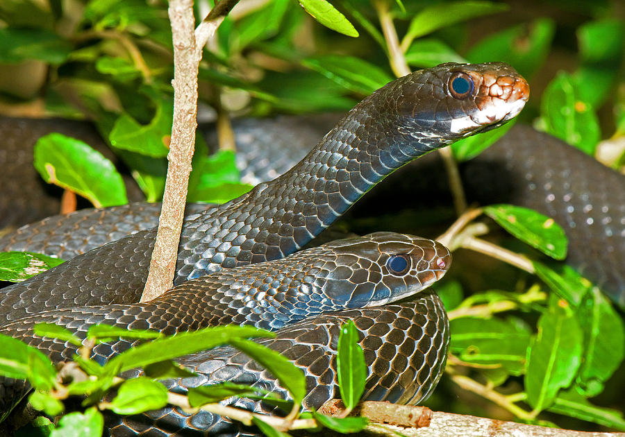 southern black racer