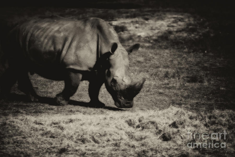 Southern Black Rhino-Black and White Photograph by Douglas Barnard