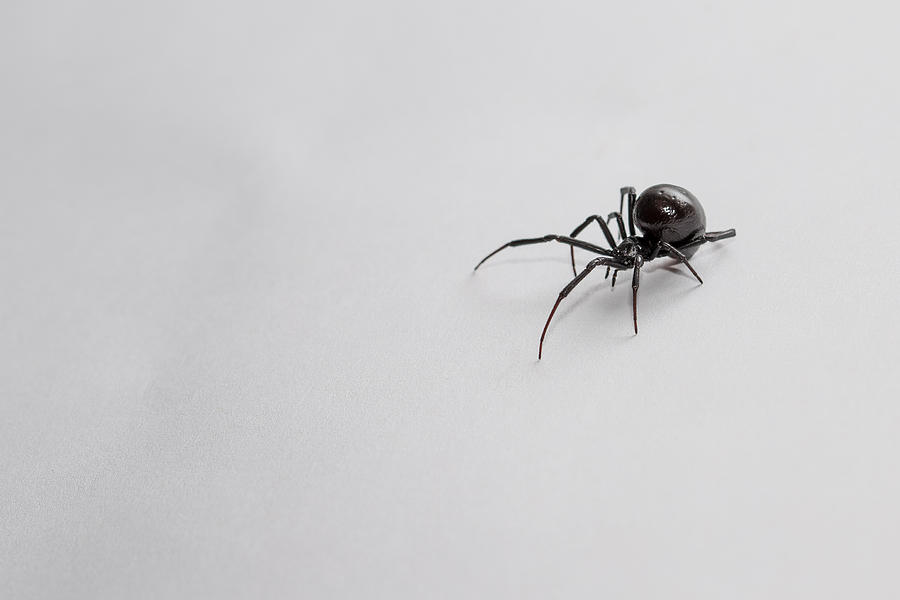 Southern Black Widow Spider Photograph