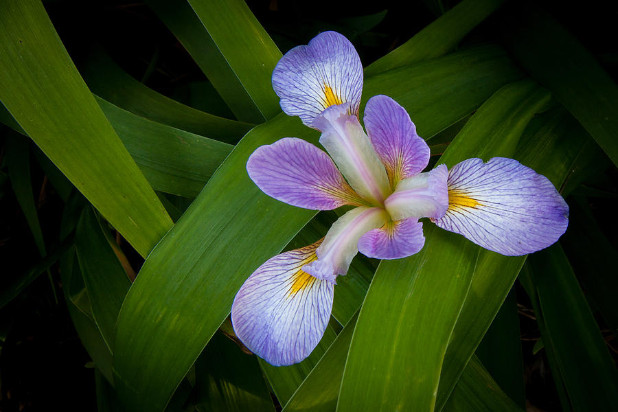 Southern Blue Flag Iris Wildflower Photograph by Bob Decker