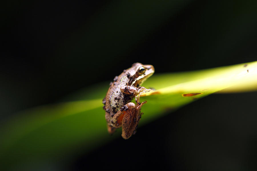 Southern Brown Tree frog Photograph by David Alldridge