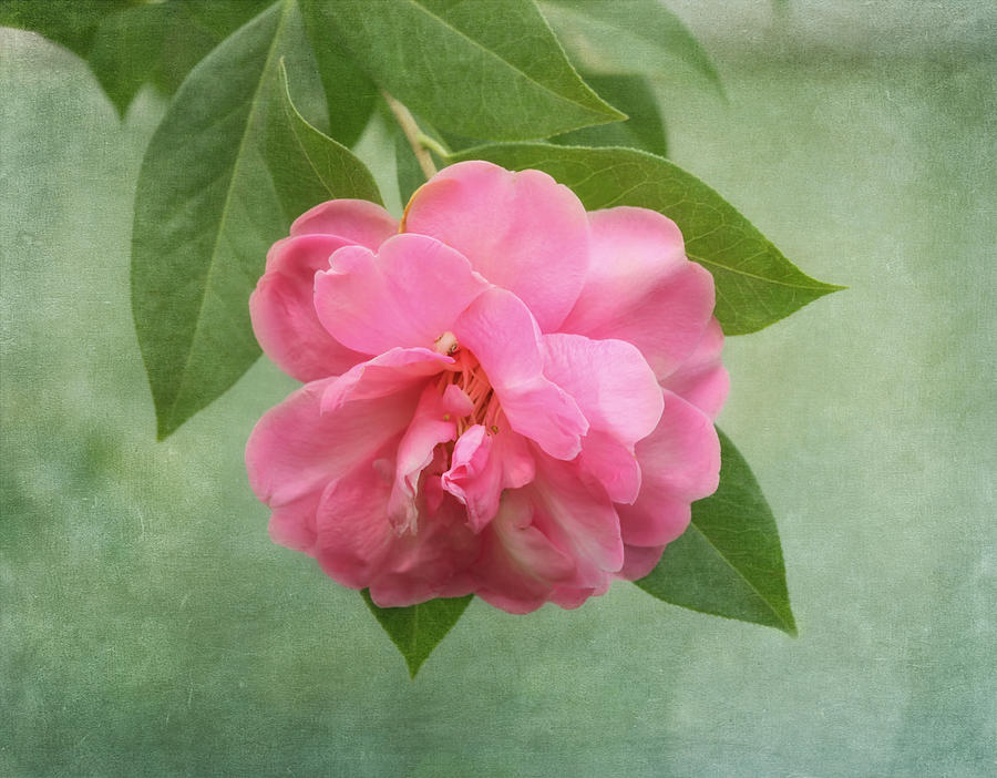 Southern Camellia Flower Photograph by Kim Hojnacki