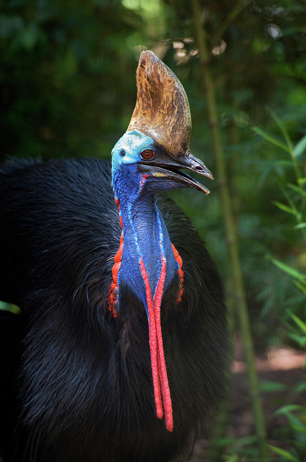 Cassowary