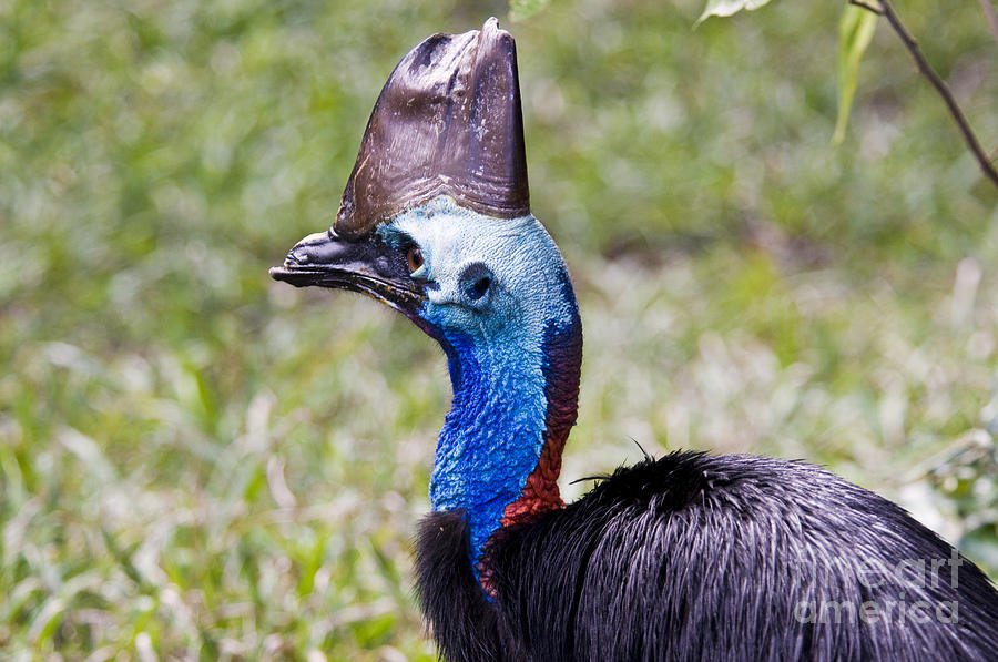 Southern Cassowary Photograph by William H. Mullins