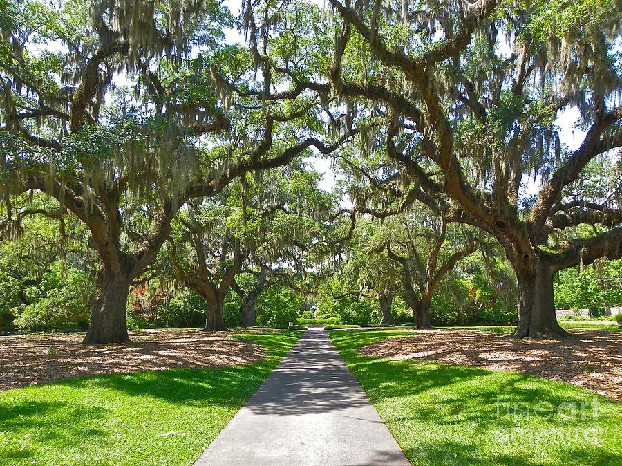 Southern Charm Photograph by Eve Spring - Fine Art America