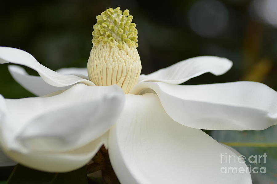 Southern Magnolia  Photograph by Julie Adair