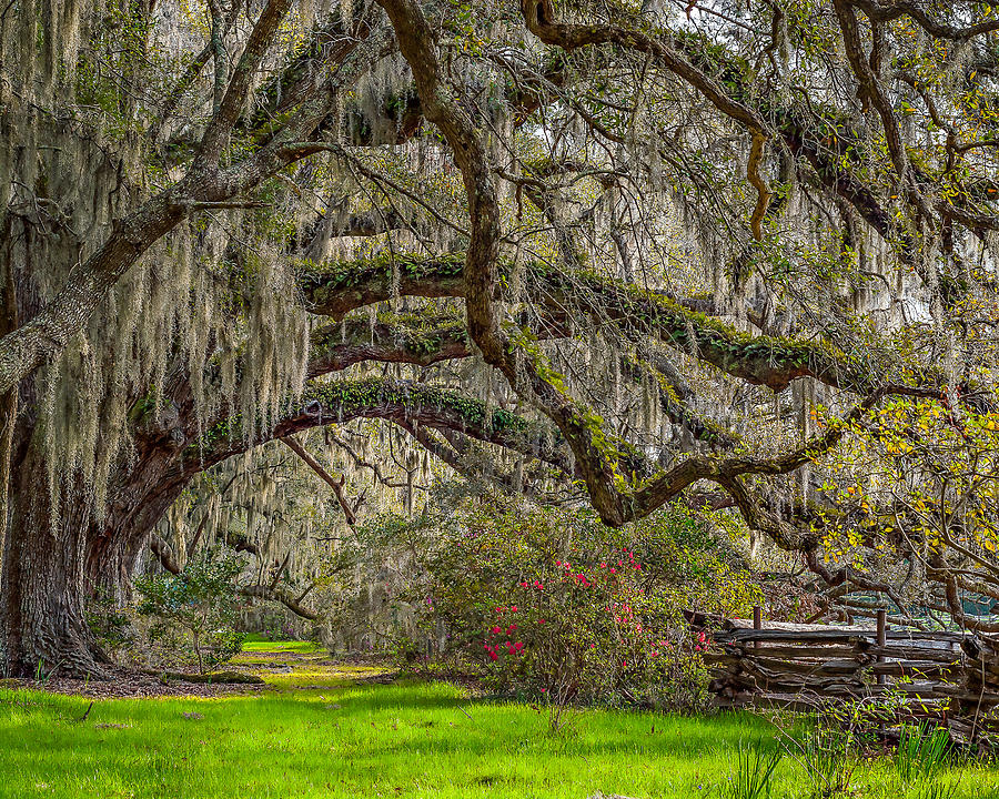 Southern Charm Photograph by Steve DuPree