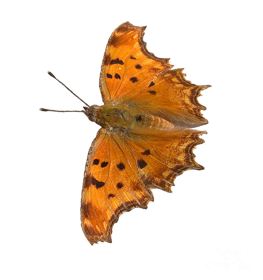 Southern Comma butterfly Photograph by Paul Cowan