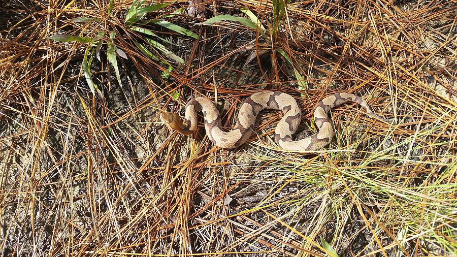 Snake Photograph - Southern Copperhead by JC Findley