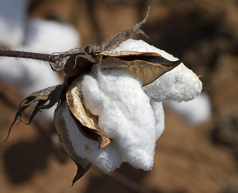 Southern Cotton Photograph by Kathy Clark
