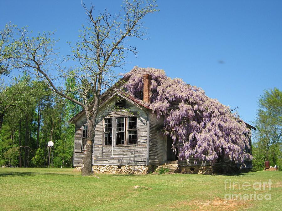 Southern Country Wisteria Digital Art by Matthew Seufer