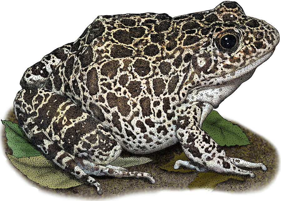 Southern Crawfish Frog, Illustration Photograph by Roger Hall