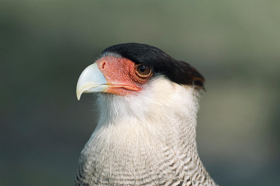 Southern Crested Caracara Photograph by Dr P. Marazzi/science Photo Library