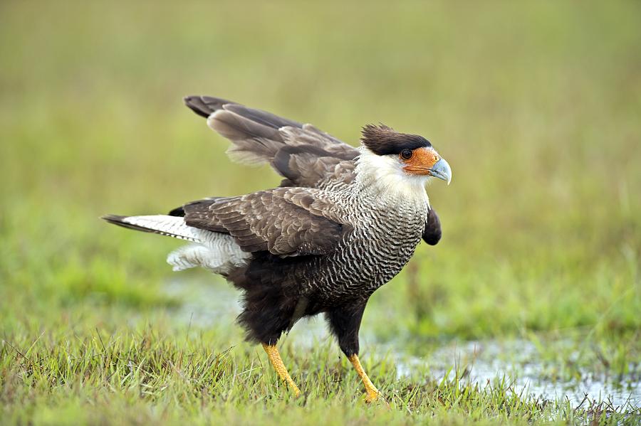 Southern-crested Caracara Photograph By Science Photo Library 