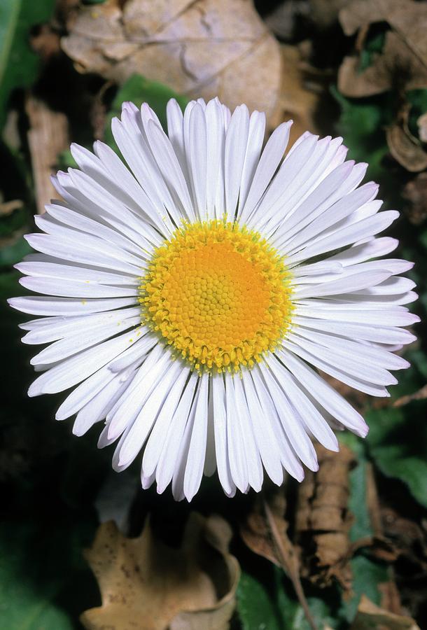 Southern Daisy (bellis Sylvestris) Photograph by Bruno Petriglia/science Photo Library