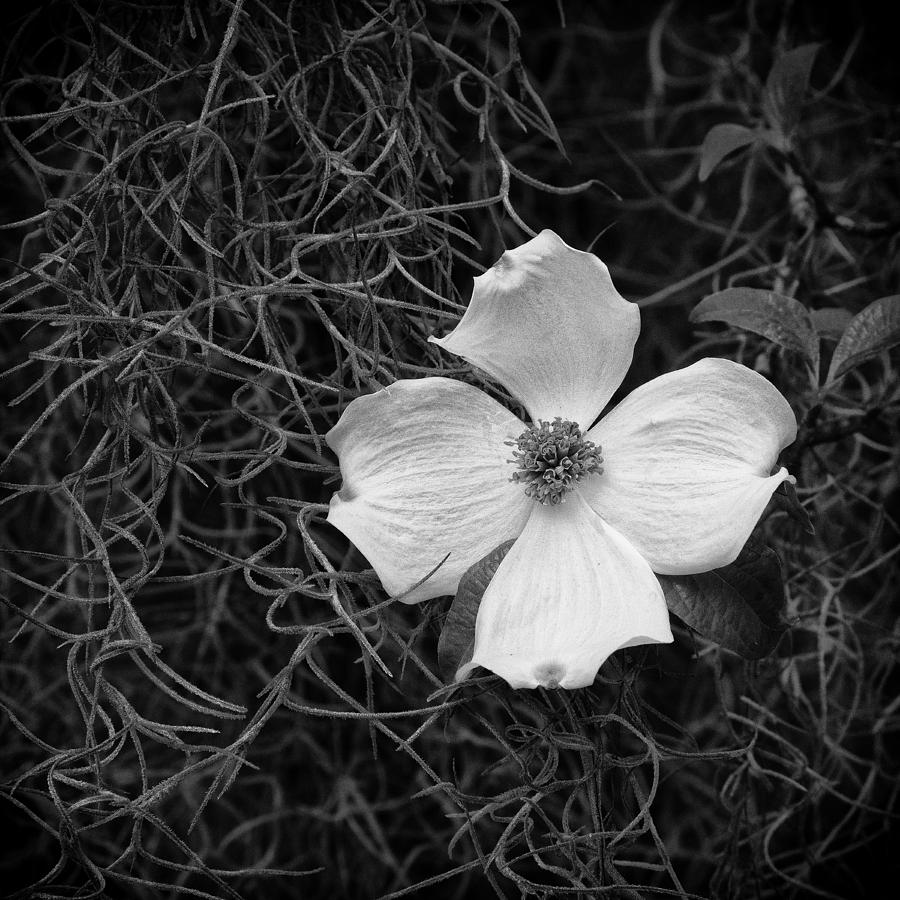 Black And White Photograph - Southern Dogwood by Carrie Cranwill