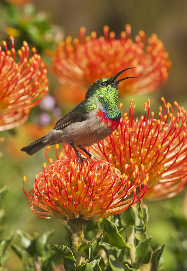 Southern Double-collared Sunbird Photograph by Kevin Schafer