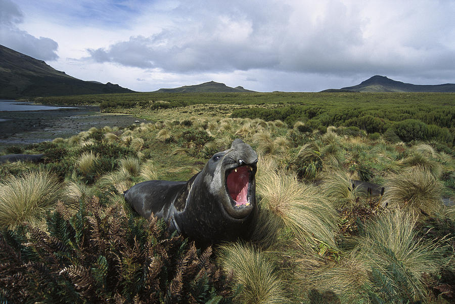 Southern Elephant Seal Bull Campbell Photograph by Tui De Roy