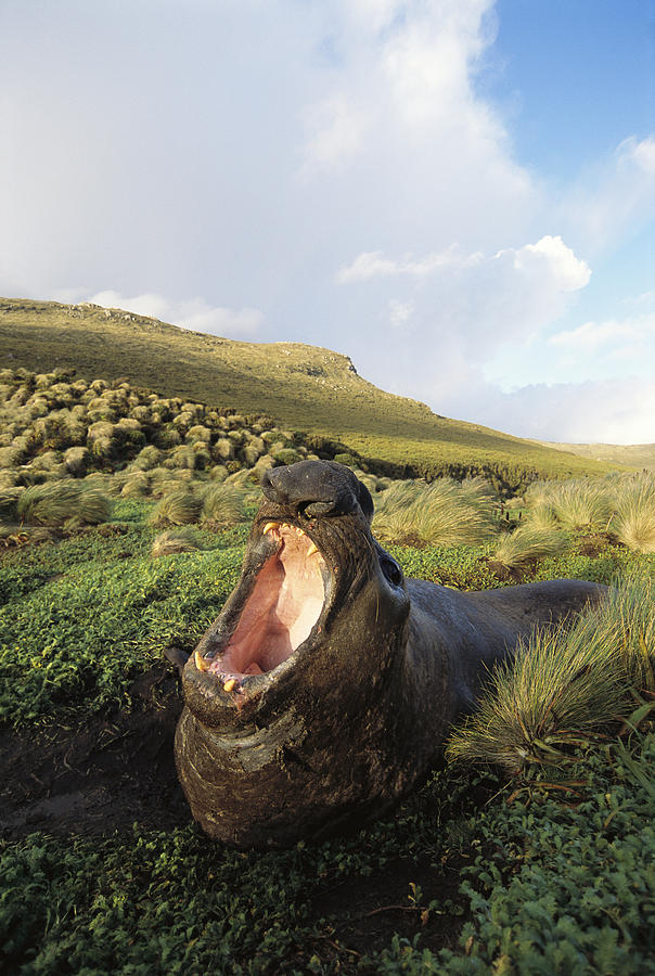 Southern Elephant Seal Bull In Wallow Photograph by Tui De Roy