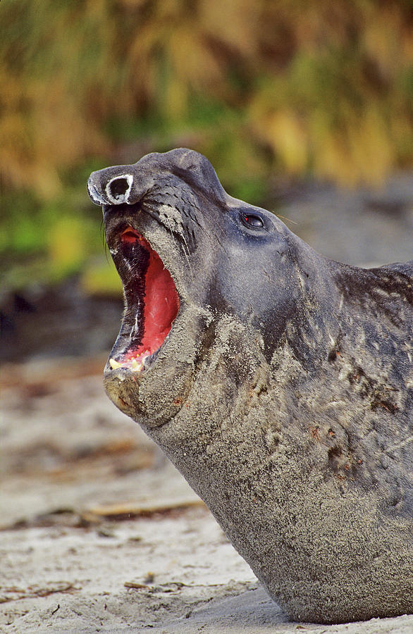 southern elephant seal bull