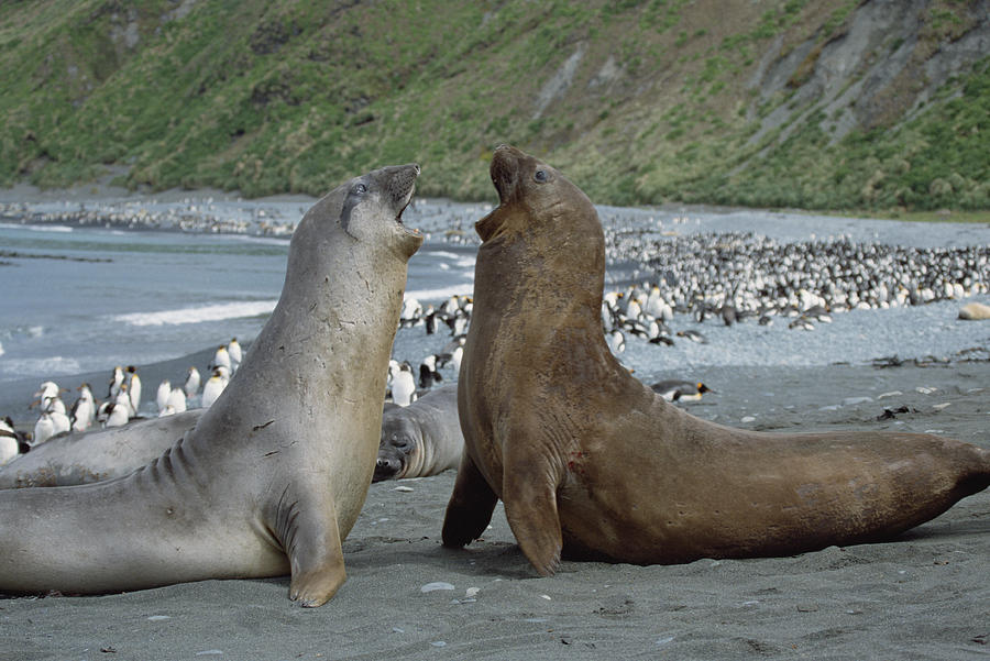 Southern Elephant Seal Bulls Fighting Photograph by Konrad Wothe