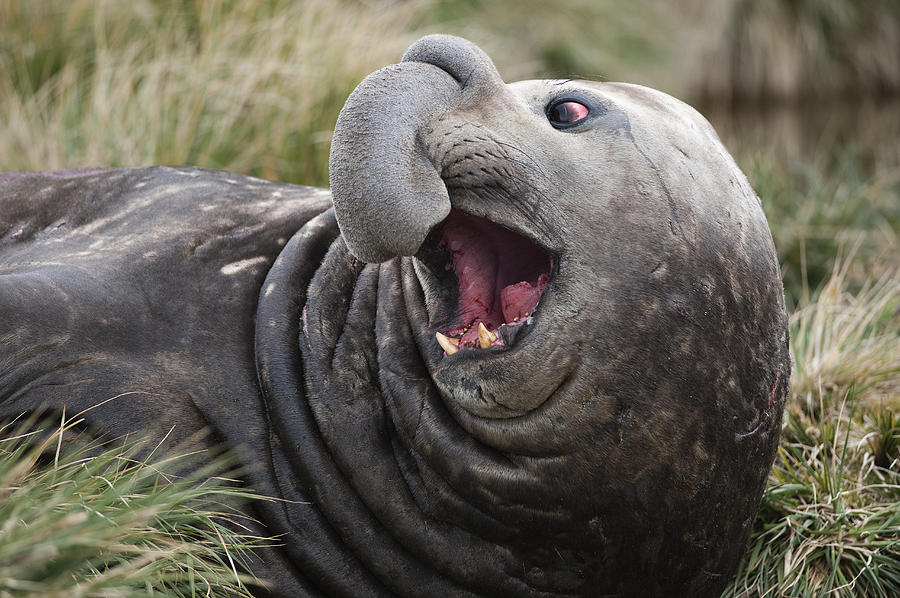 Southern Elephant Seal Calling South Photograph by Flip Nicklin