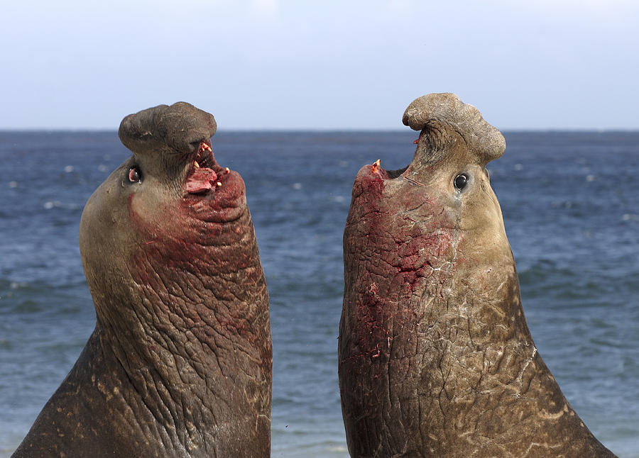 Southern Elephant Seal Males Competing Photograph by Hiroya Minakuchi