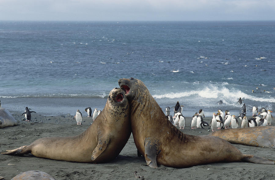 Southern Elephant Seal Males Fighting Photograph by Konrad Wothe