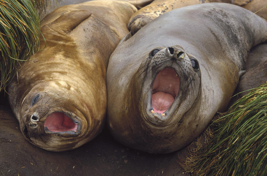 Southern Elephant Seal Pair Calling Photograph by Konrad Wothe