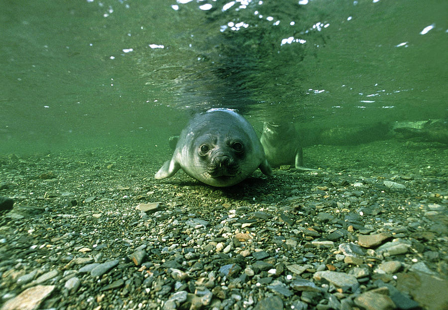 Southern Elephant Seal Pup Photograph by Peter Scoones/science Photo Library