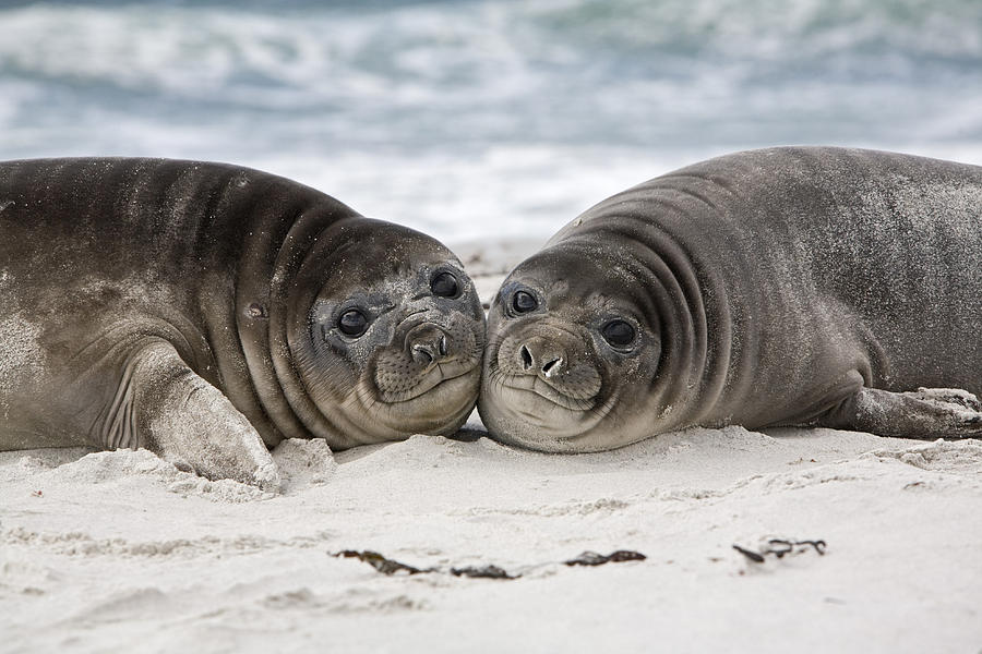 Wildlife Photograph - Southern Elephant Seal Pups Falklands by Dickie Duckett