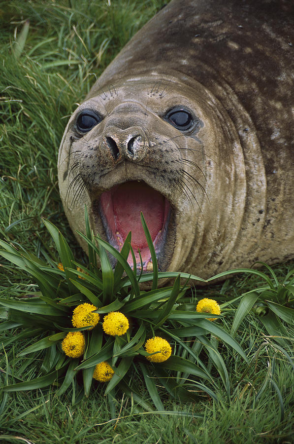 Southern Elephant Seal Yearling Calling Photograph by Tui De Roy
