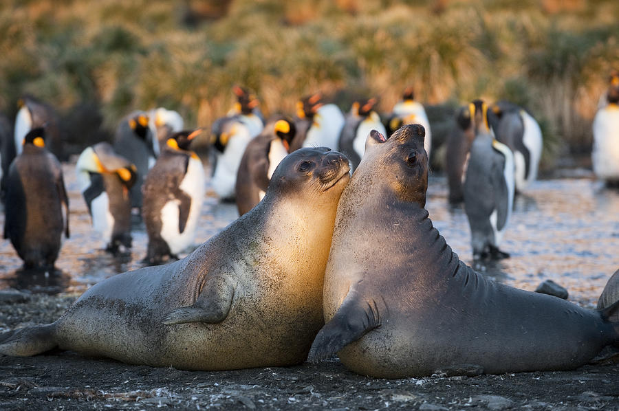 Southern Elephant Seals Fighting South Photograph by Flip Nicklin