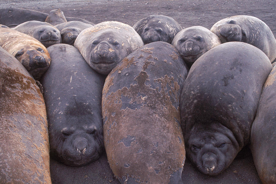 Southern Elephant Seals Photograph by George Holton