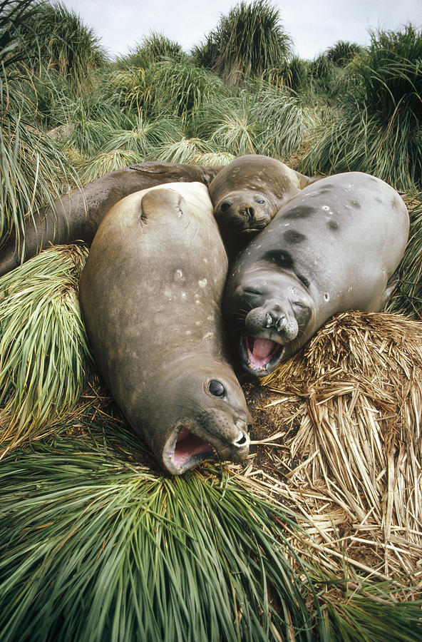 Southern Elephant Seals In Tussock Photograph by Tui De Roy