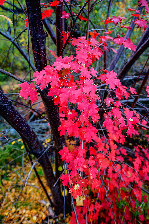 Fall Photograph - Southern Fall by Chad Dutson